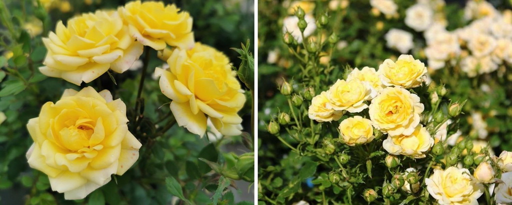 Роза полиантовая `Yellow Fairy`